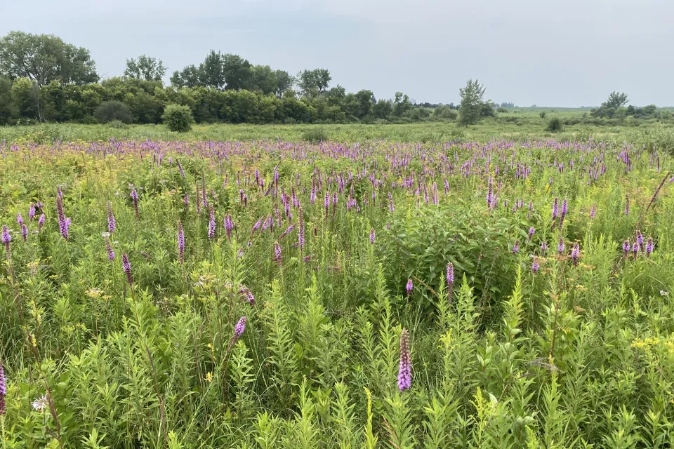 Wildlife management area in Rock Dell